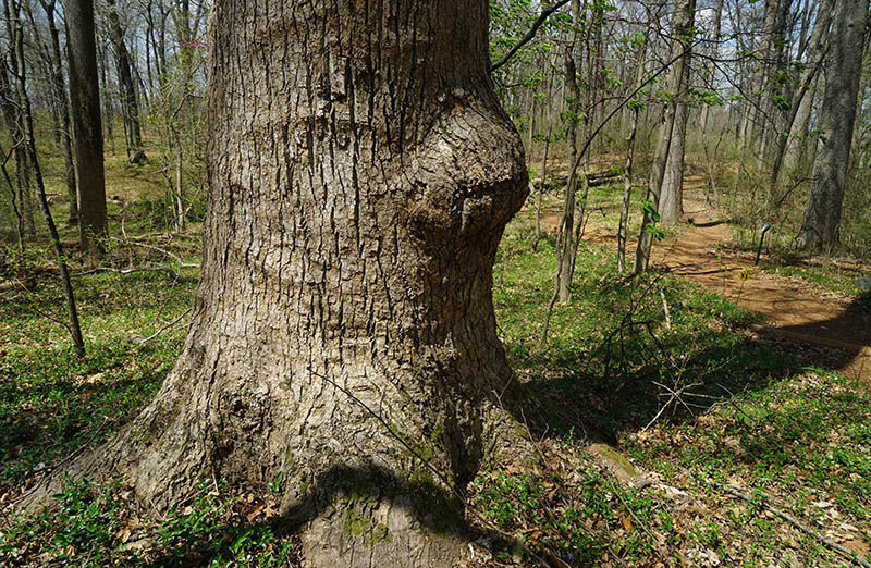 Montpelier’s ‘Landmark Forest’ rooted in history